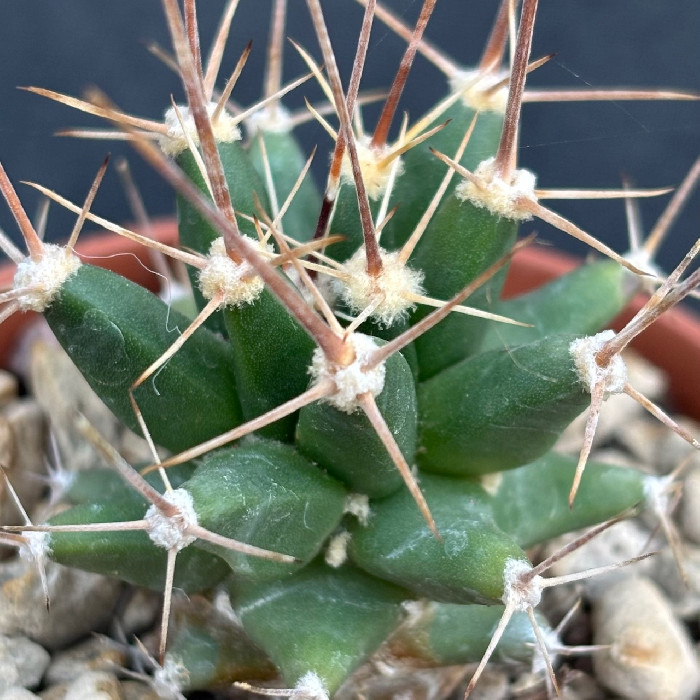 X Ferobergia (Garden origin) cod. MU396/6.50 :: Cactus & Succulente Stefano  Colombo